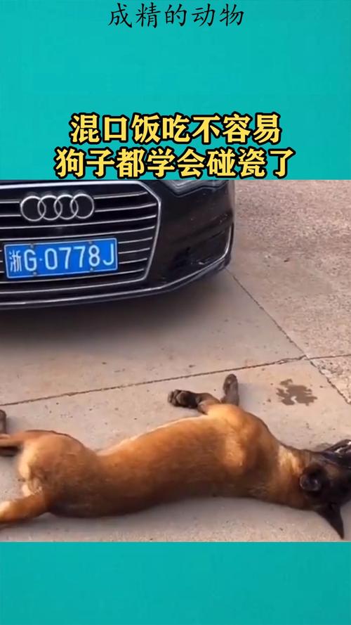 男子碰瓷宠物狗是什么情况？