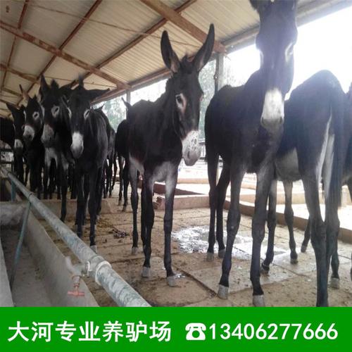 想养驴有加盟养殖场吗？