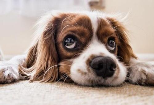 good  dog  是什么意思