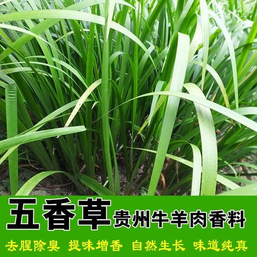 如何食用五香草